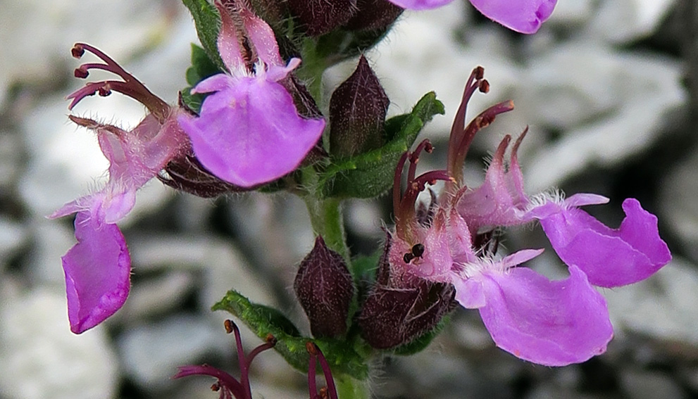 Teucrium4f