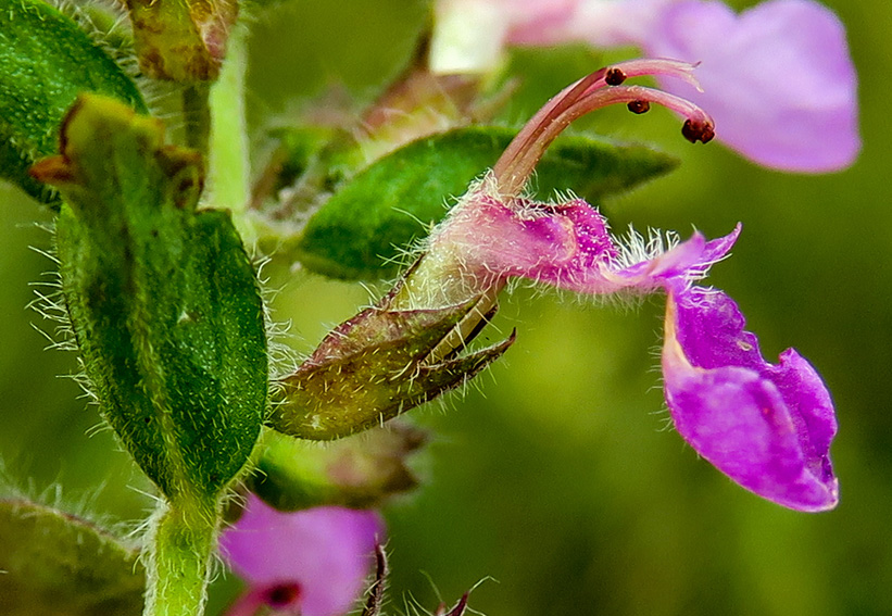 Teucrium4