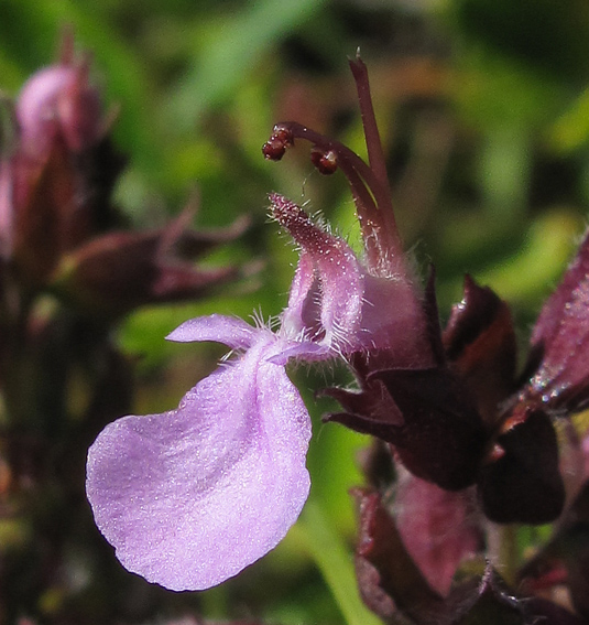 Teucrium4c