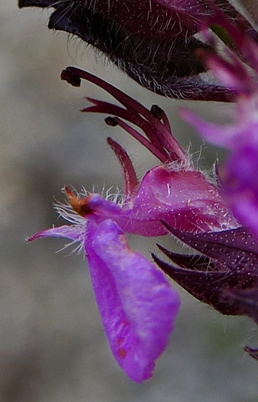 Teucrium4b