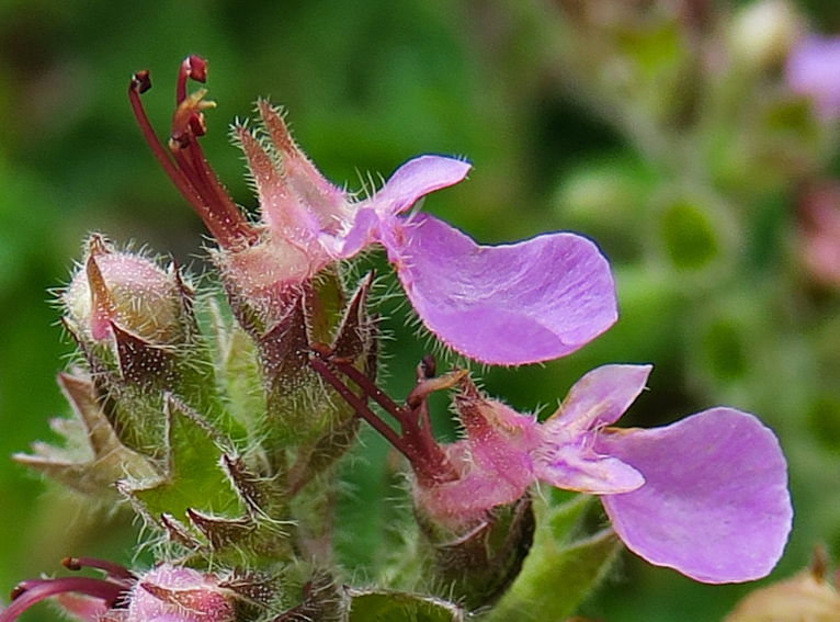 Teucrium3