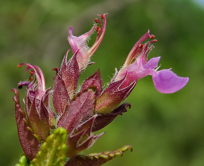 Teucrium2a