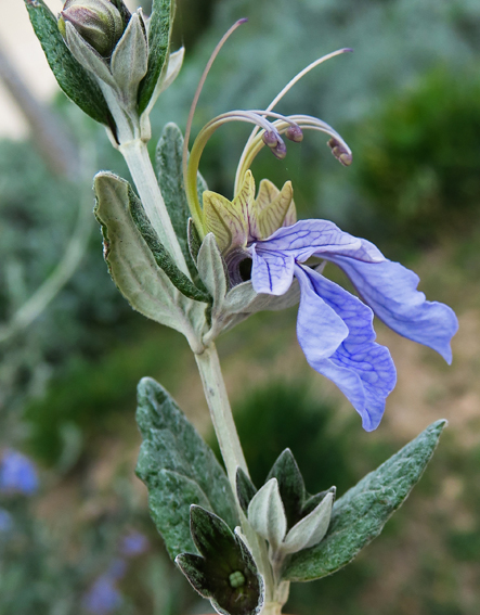 Teucrium15