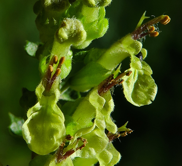 Teucrium6a