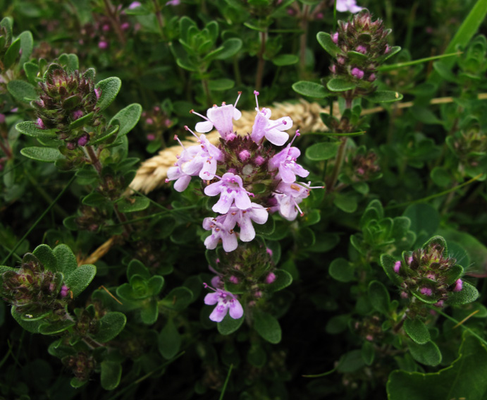 Thymus12