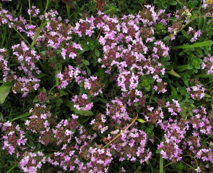 Thymus11