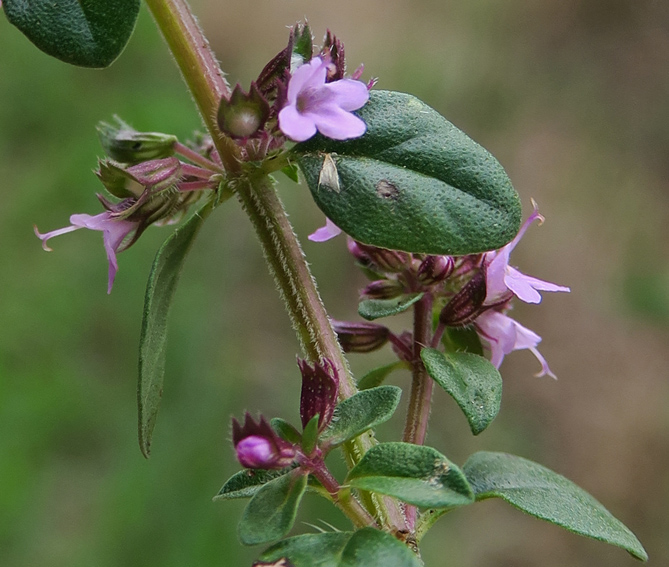 Thymus5a