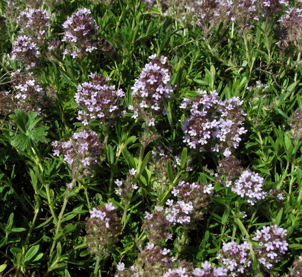 Thymus10a