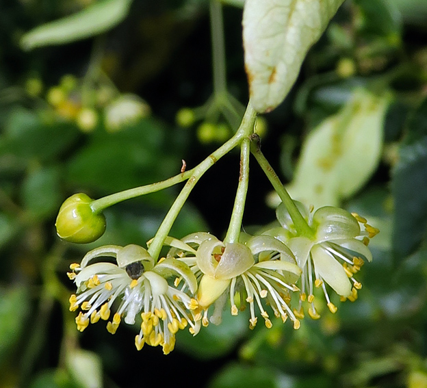 Tilleul à infusion - Tilia Cordata