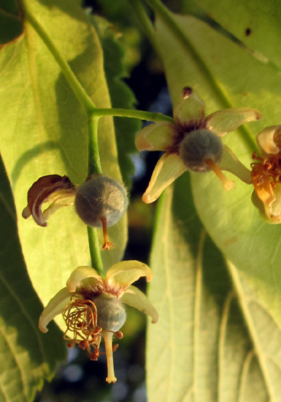 Tilia9
