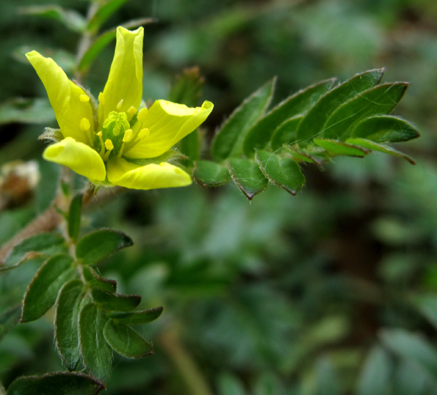 Tribulus2