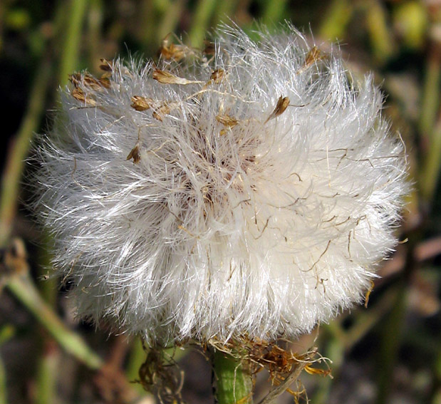 Tussilago3