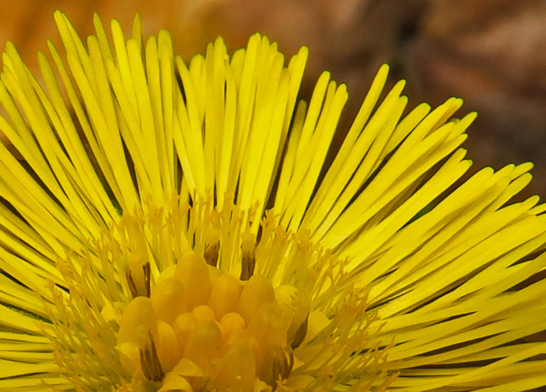 Tussilago6