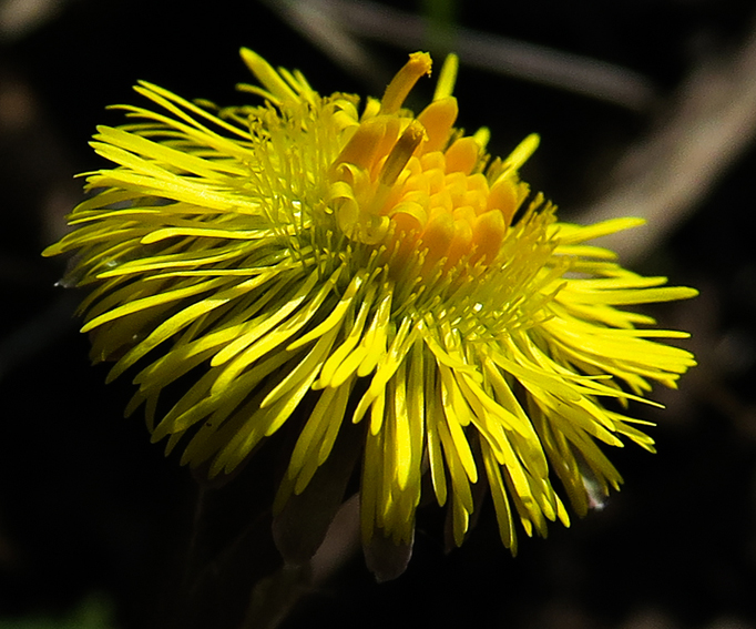 Tussilago7