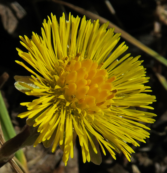 Tussilago2a