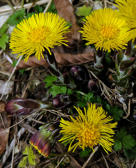 Tussilago1a