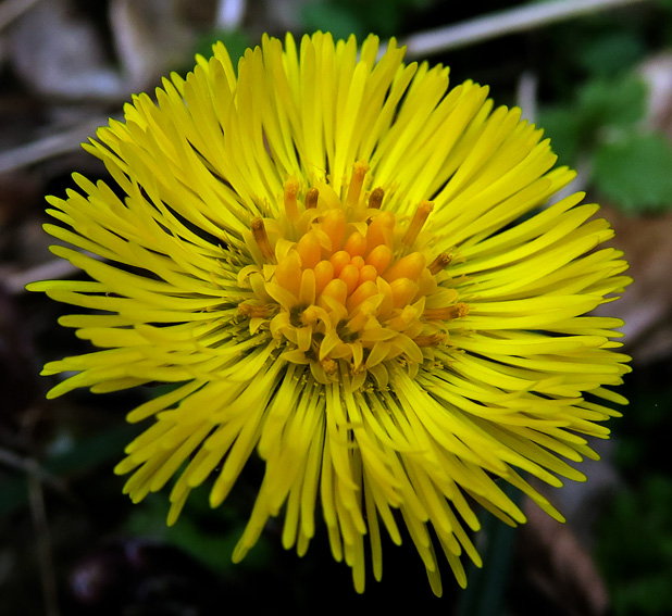 Tussilago1a