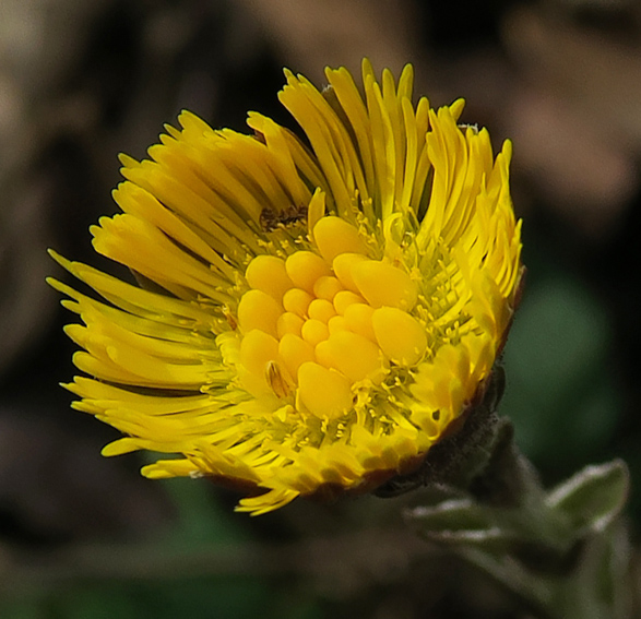 Tussilago5