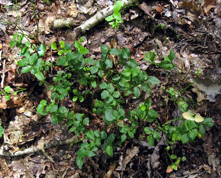 Vaccinium1