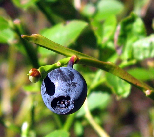 Vaccinium2