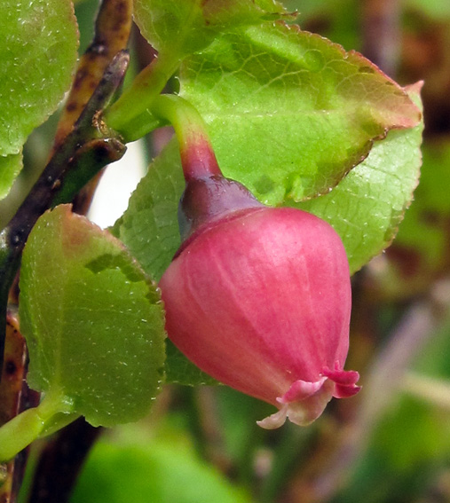 Vaccinium1b