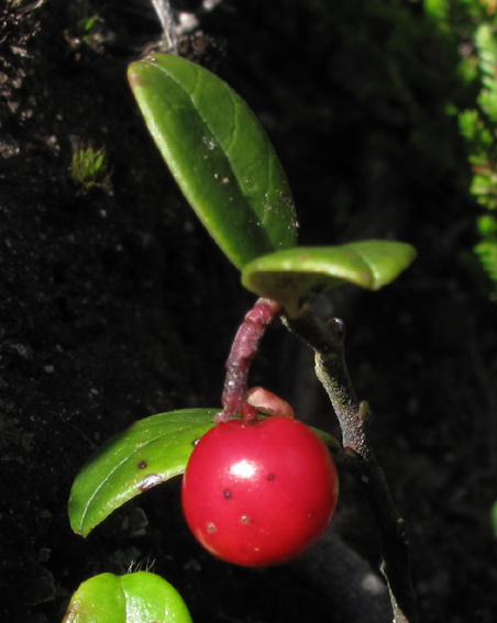 Vaccinium13