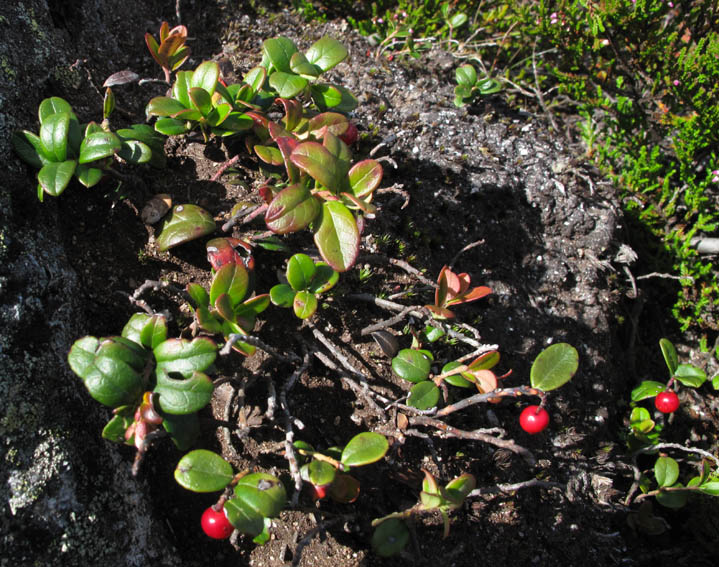 Vaccinium9