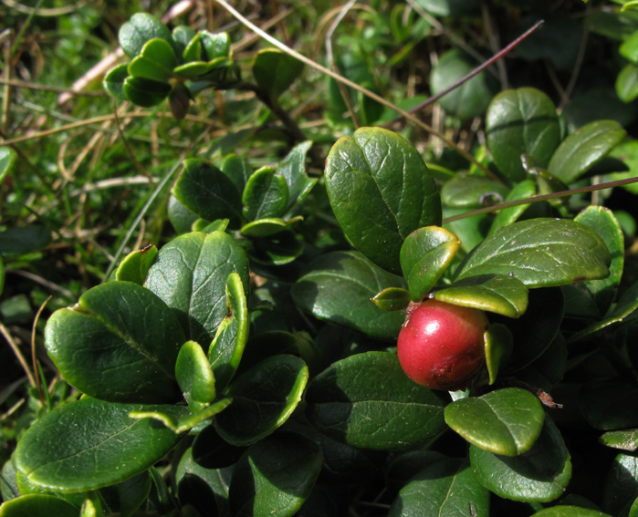 Vaccinium10