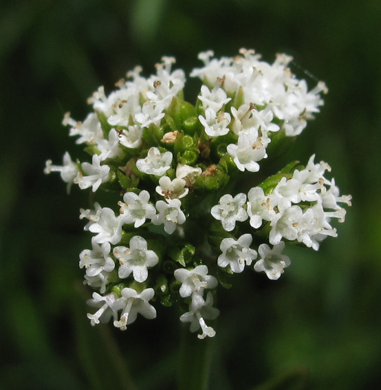 Valeriana11