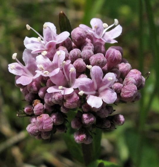 Valeriana16