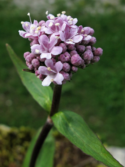 Valeriana15