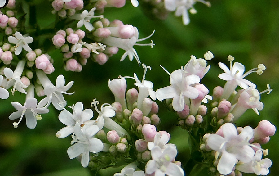 Valeriana4