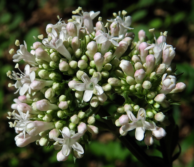 Valeriana3