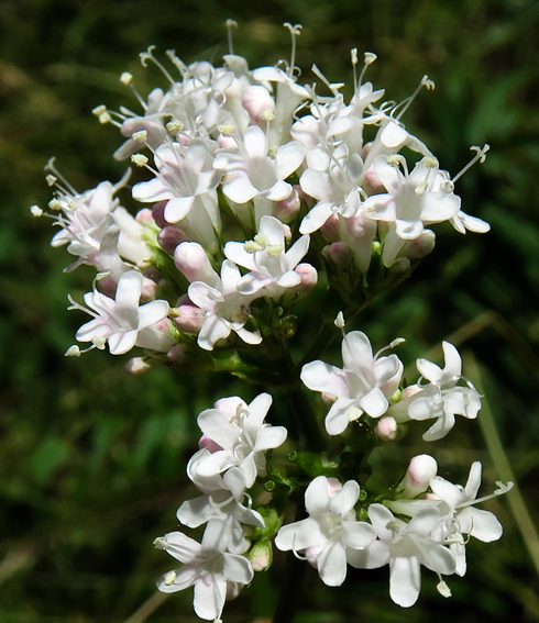 Valeriana4d