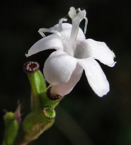 Valeriana4c