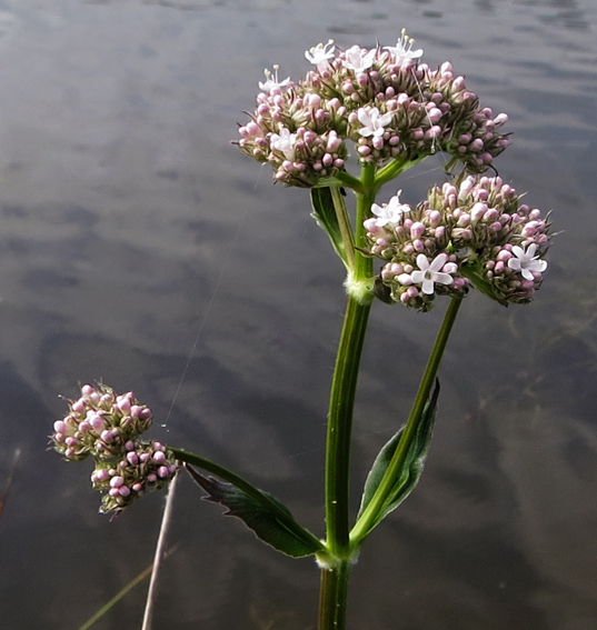 Valeriana2a