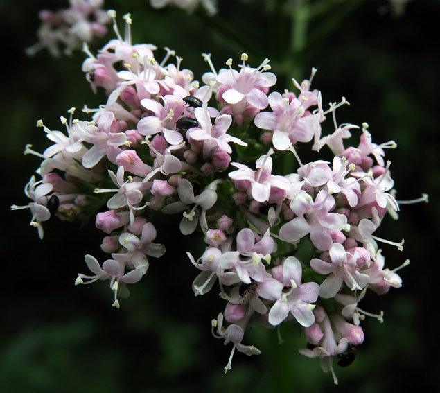 Valeriana4a