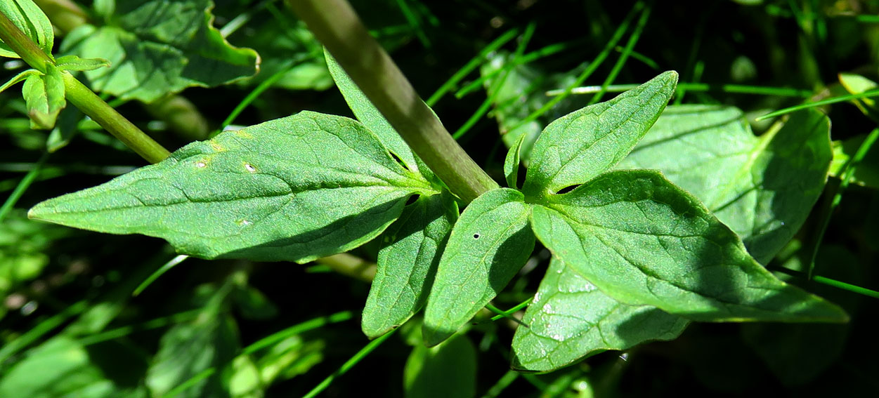 Valeriana5b