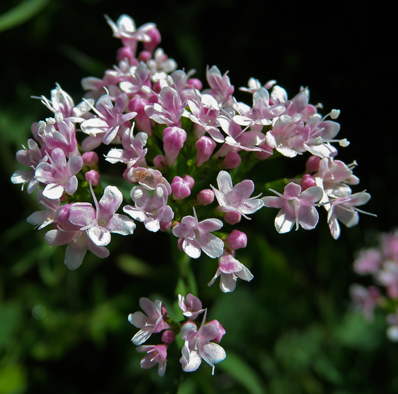 Valeriana5c