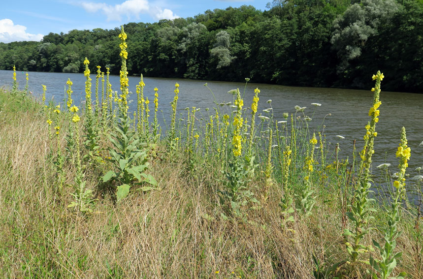 Verbascum1a