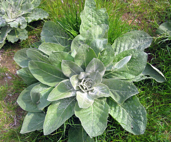 Verbascum2