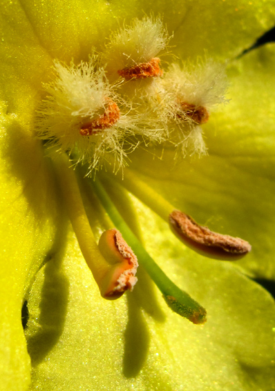 Verbascum4a