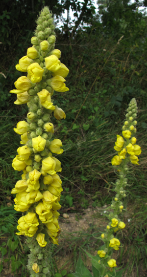 Verbascum3a