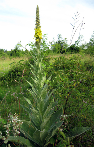 Verbascum2