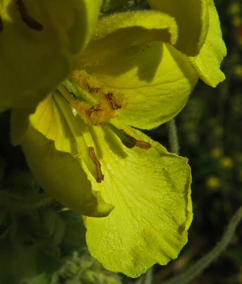 Verbascum4