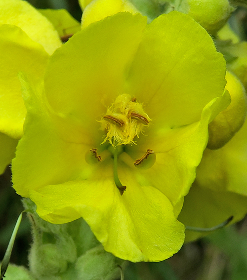 Verbascum4a0