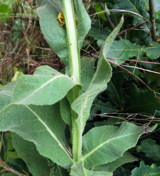 Verbascum3