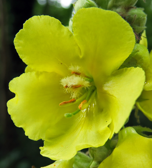 Verbascum4a1