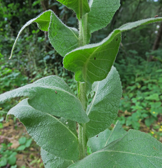 Verbascum3