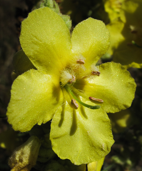 Verbascum4a1